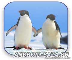 Пингвины Живые Видео Обои