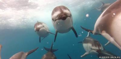 Дельфины. HD видео обои скриншот 1