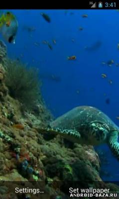 Морская черепаха - Видео обои скриншот 3