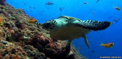 Морская черепаха - Видео обои скриншот 1