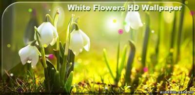 White Flowers HD Wallpaper скриншот 1