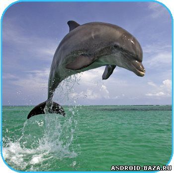 Дельфин 3D - Видео Обои