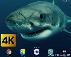 Акула 4К живые видео обои скриншот 2