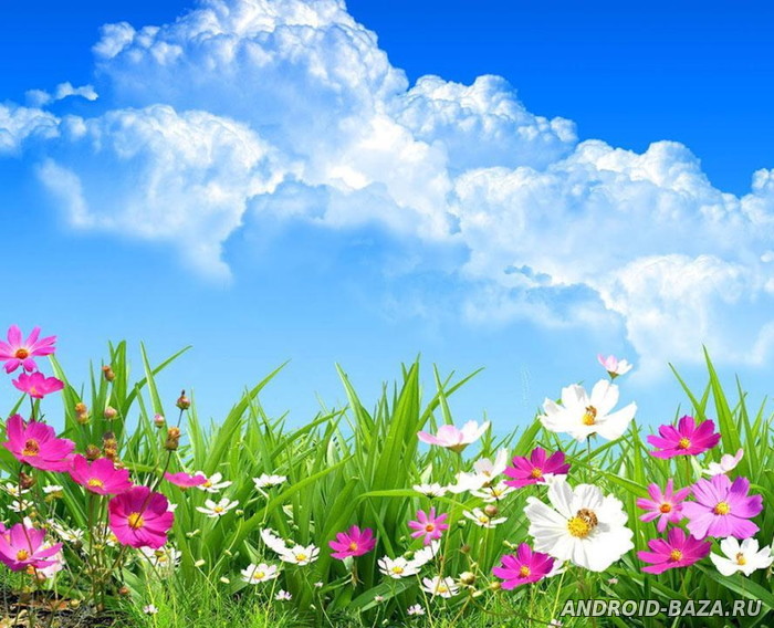 Весенние цветы - живые обои постер