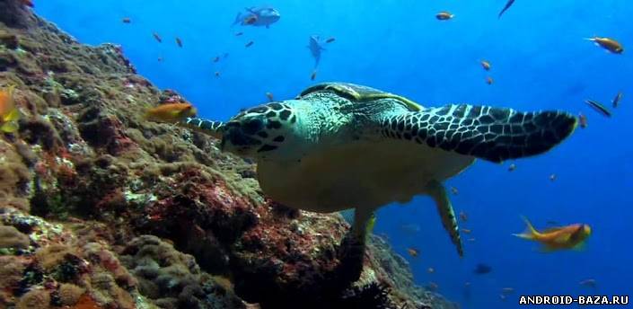 Морская черепаха - Видео обои постер